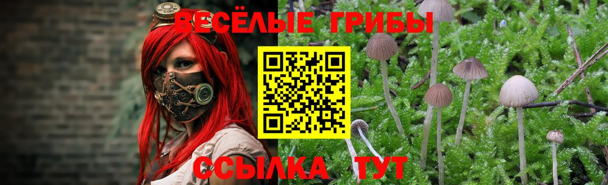 Псилоцибиновые грибы Cubensis Чистополь